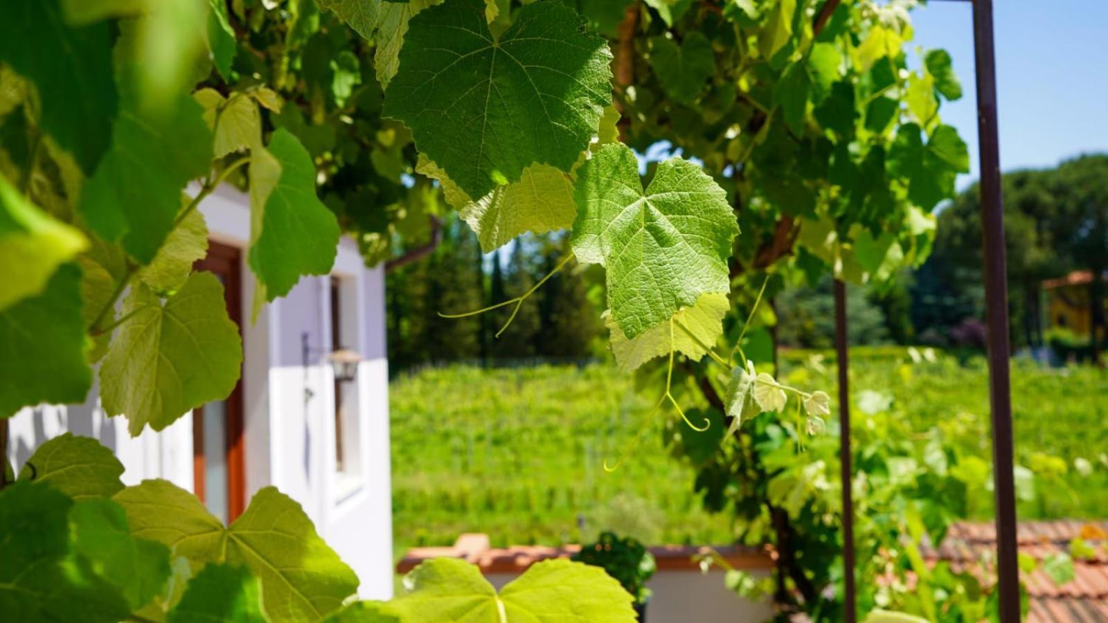 Wine House Bed & Breakfast Капанари Екстериор снимка