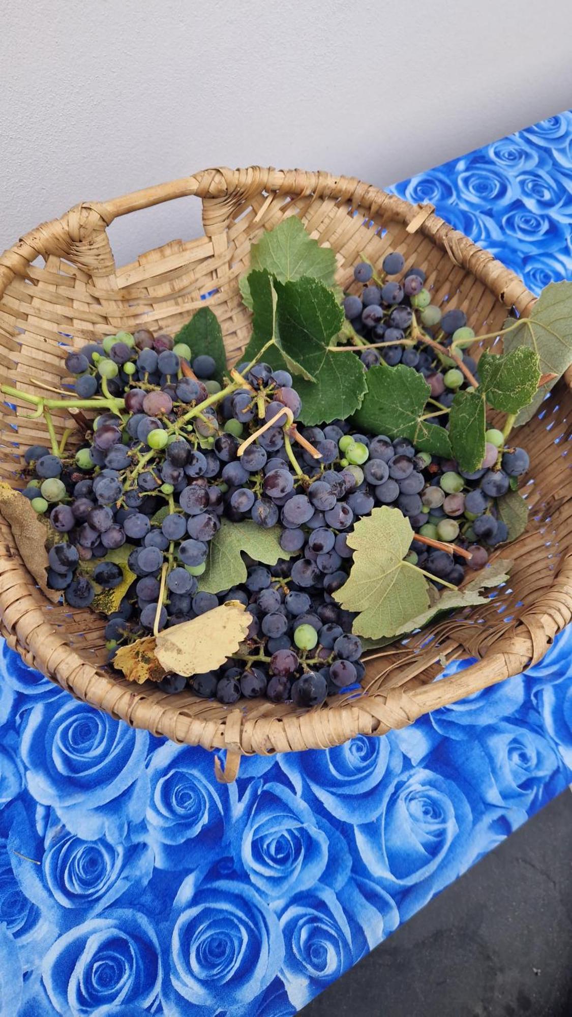 Wine House Bed & Breakfast Капанари Екстериор снимка